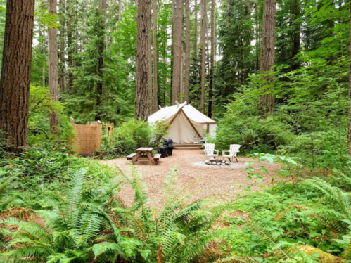 A cozy tent surrounded by tall trees and lush ferns, with a fire pit and seating area in a serene forest setting.