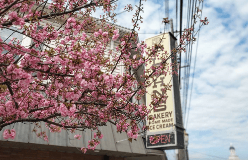A bakery sign reading "Home Made Ice Cream" beside blooming pink cherry blossoms against a cloudy sky.