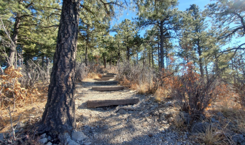 A winding trail with wooden steps surrounded by trees and shrubs on a sunny day.