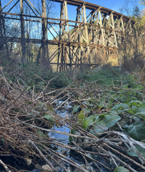 A weathered wooden bridge stands in the background, surrounded by overgrown vegetation and a small stream in the foreground.