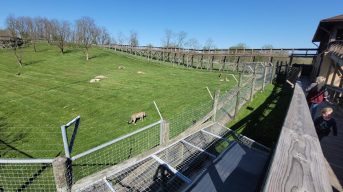 A sunny zoo scene with grassy areas and animals in the distance, viewed from a wooden observation deck.
