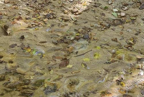A close-up of a muddy surface with pebbles and leaves, as raindrops create ripples in the water.