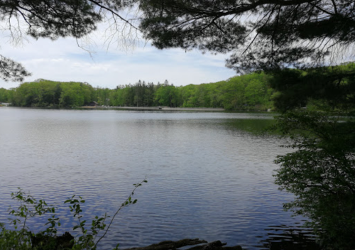 A serene lake surrounded by lush green trees under a cloudy sky.