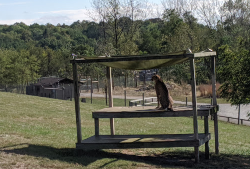 A cheetah sits on a wooden platform in a grassy area, surrounded by trees and a distant enclosure.