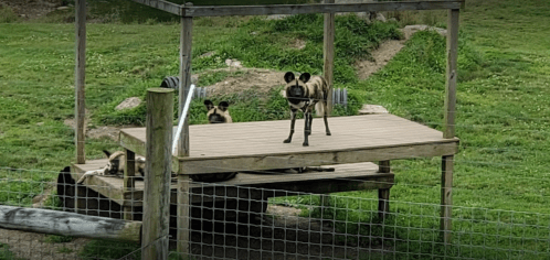 A group of African wild dogs resting on a wooden platform in a grassy area.