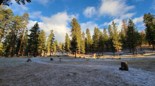A serene landscape featuring tall pine trees, a grassy area, and a clear blue sky with scattered clouds.