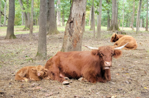A mother Highland cow rests beside her calf in a wooded area, with another cow lounging in the background.