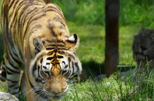 A close-up of a tiger walking through green grass, showcasing its distinctive orange and black stripes.