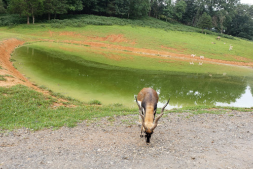 A deer grazes near a green pond surrounded by grassy hills and trees.