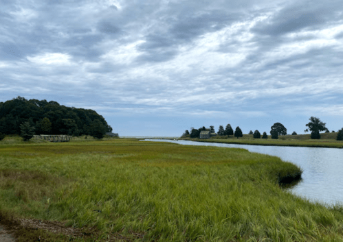 A serene landscape featuring a grassy marsh, calm water, and a cloudy sky in the background.