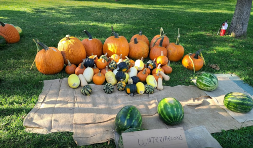 A variety of pumpkins and squashes displayed on a blanket in a grassy area, with watermelons in the foreground.