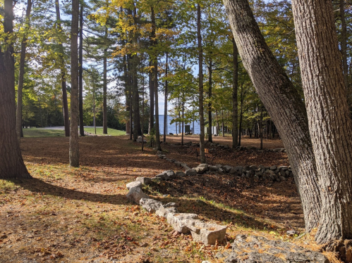 A serene forest scene with tall trees, fallen leaves, and a glimpse of water in the background.