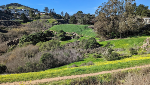 A scenic landscape featuring green hills, trees, and a dirt path under a clear blue sky. Wildflowers bloom in the foreground.