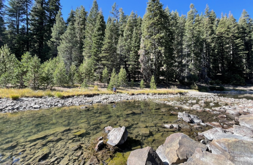 A serene river scene surrounded by tall pine trees and rocky banks under a clear blue sky.