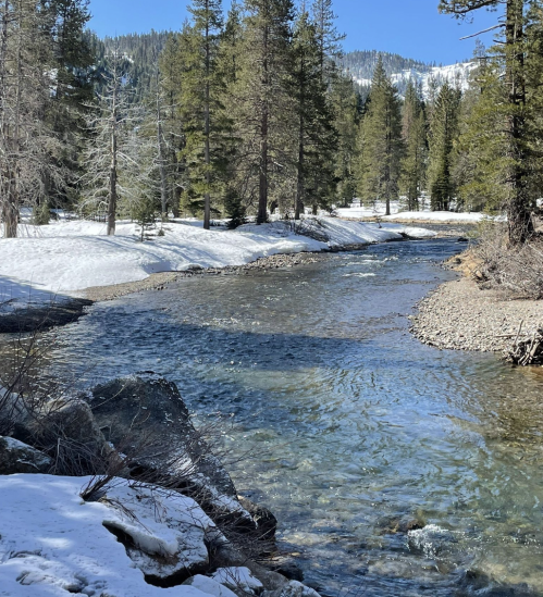 A serene river flows through a snowy landscape, surrounded by tall pine trees and distant mountains under a clear blue sky.