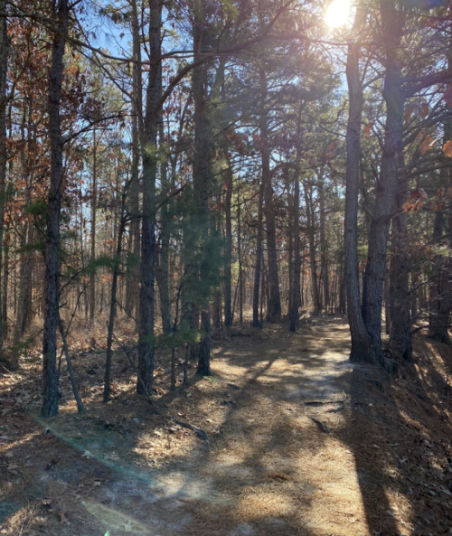 A sunlit forest path surrounded by tall trees and scattered leaves, creating a serene, natural atmosphere.