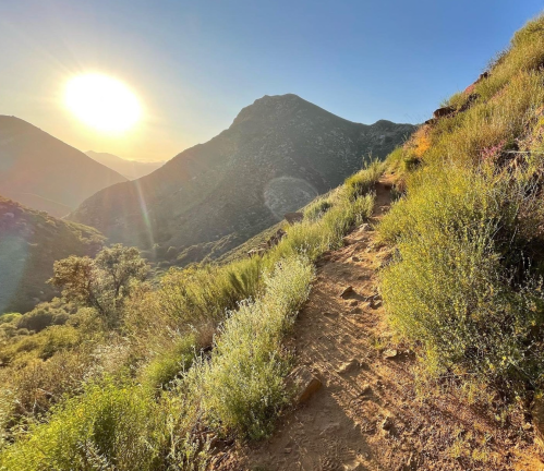 A sunlit mountain trail surrounded by lush greenery, with a bright sun rising in the background.