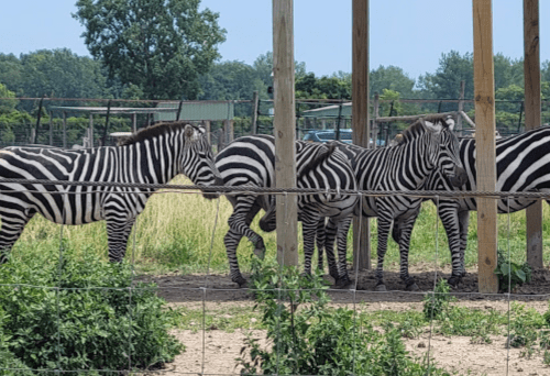 A group of zebras standing together in a grassy area, partially shaded by wooden posts.