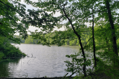 A serene lake surrounded by lush green trees and foliage, reflecting the peacefulness of nature.