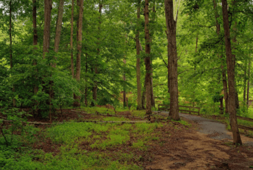 A serene forest scene with tall trees, lush green foliage, and a winding path through the underbrush.