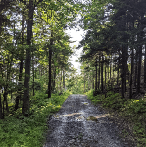 A serene forest path lined with trees, dappled sunlight filtering through the leaves, and puddles on the gravel road.