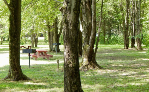 A serene park scene with trees, a picnic table, and grassy areas under dappled sunlight.