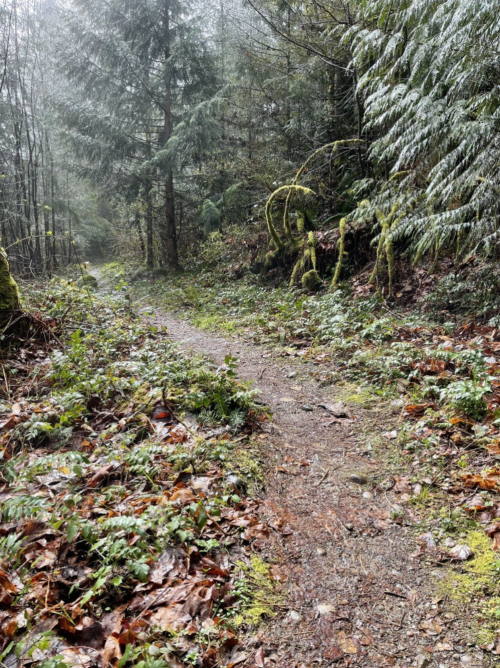 A winding dirt path through a lush, misty forest with green foliage and fallen leaves.