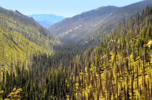 A scenic valley with a mix of green trees and burned trunks, surrounded by mountains under a clear blue sky.