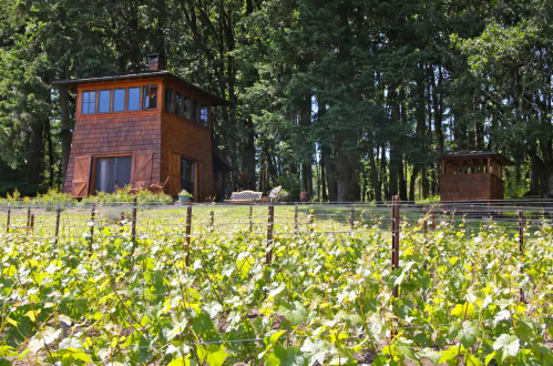 A rustic wooden building surrounded by lush green vineyards and tall trees in a serene outdoor setting.