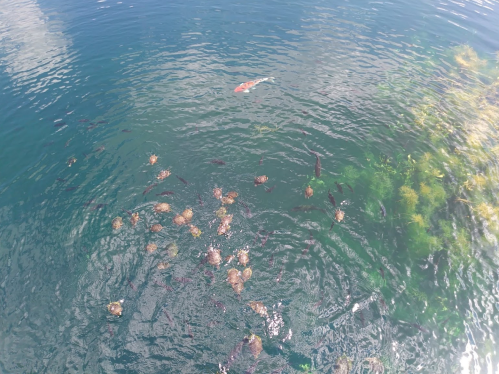 A clear water scene with several turtles swimming among fish and aquatic plants.