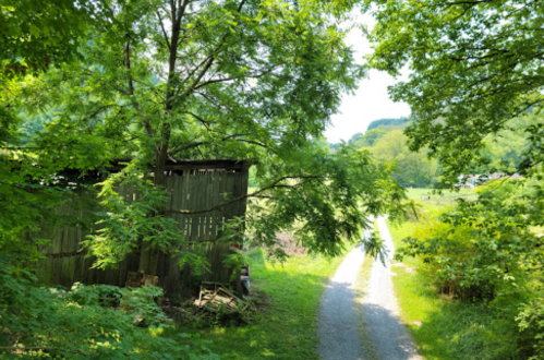 A gravel path leads through lush greenery, with a rustic wooden shed partially visible on the left.