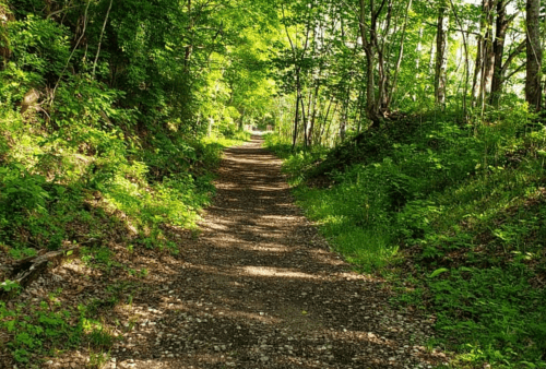 A serene dirt path winding through a lush, green forest with sunlight filtering through the trees.