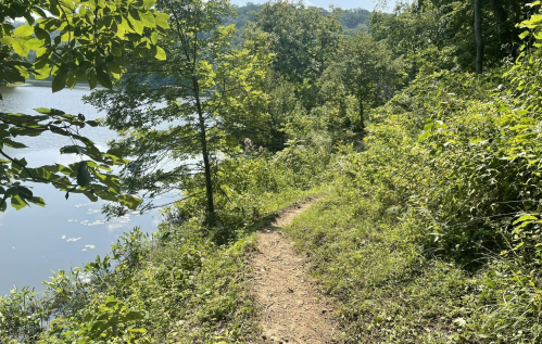 A winding dirt path beside a calm lake, surrounded by lush green trees and foliage on a sunny day.