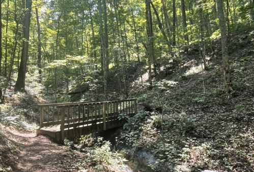 A wooden bridge crosses a small stream in a lush, green forest with sunlight filtering through the trees.