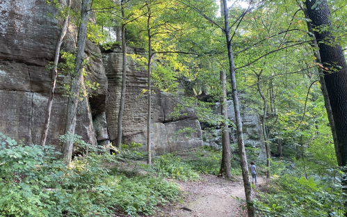 A serene forest path lined with trees and large rock formations, dappled sunlight filtering through the leaves.