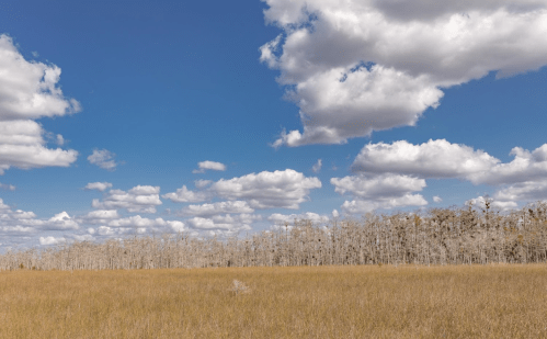 A vast grassy field under a blue sky with fluffy clouds, bordered by a line of bare trees in the distance.
