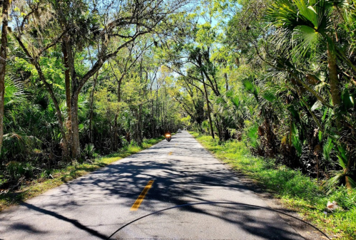 A serene, tree-lined road surrounded by lush greenery and palm trees under a clear blue sky.