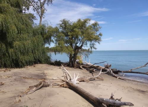 A serene beach scene with driftwood, trees, and calm water under a clear blue sky.