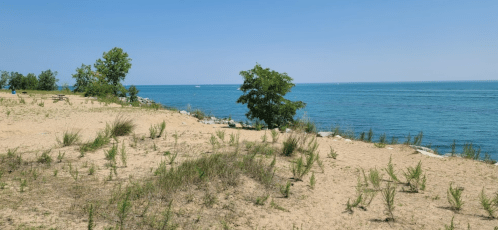 A sandy beach with sparse grass and a few trees, overlooking a calm blue lake under a clear sky.