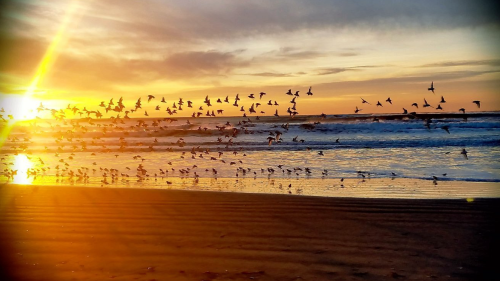 A sunset over the ocean with a flock of birds flying above the waves, casting a warm golden glow on the scene.