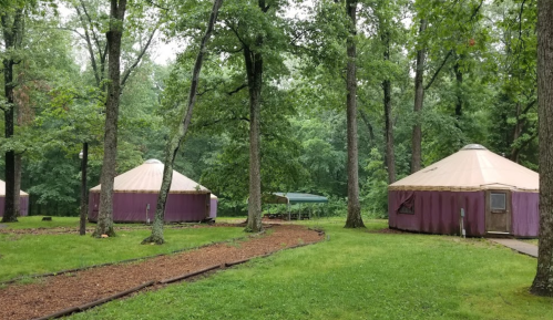 Two purple yurts nestled among lush green trees in a forested area, with a gravel path leading through the grass.