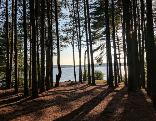 Sunlight filters through tall trees, casting shadows on the forest floor, with a serene lake visible in the background.
