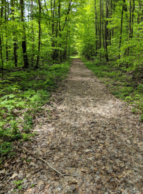 A serene forest path lined with vibrant green trees and a leaf-covered trail, inviting exploration.