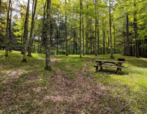 A serene forest scene with tall trees, a grassy area, and a picnic table surrounded by fallen leaves.