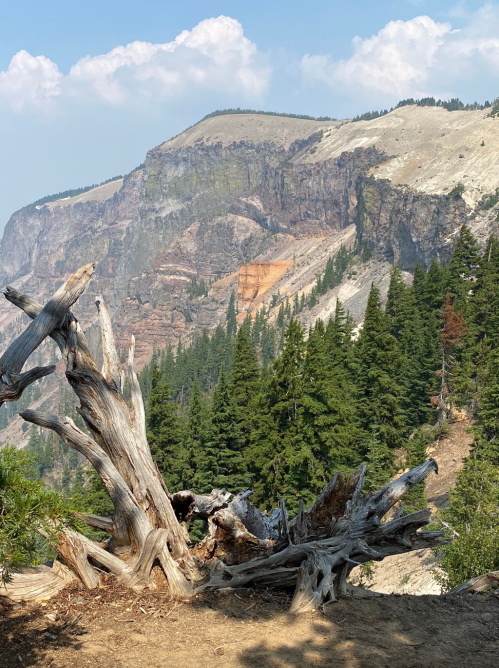A weathered tree stump in the foreground with a mountainous landscape and dense forest in the background under a blue sky.