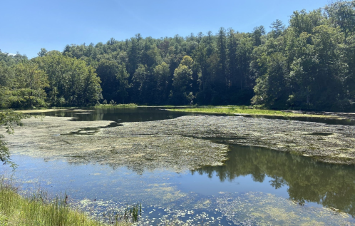 A serene lake surrounded by lush green trees under a clear blue sky, with algae floating on the water's surface.