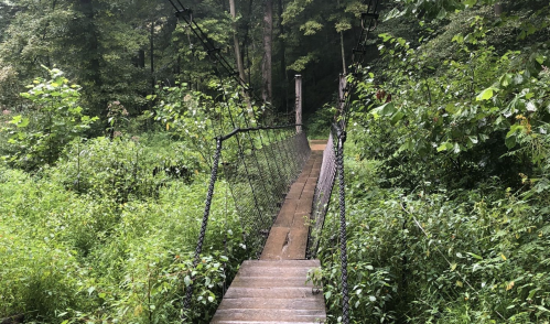 A narrow suspension bridge surrounded by lush greenery in a forested area.