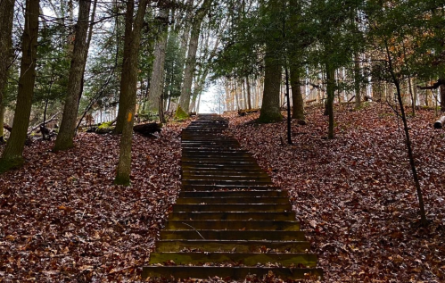 A winding staircase through a forest, surrounded by trees and covered in fallen leaves.