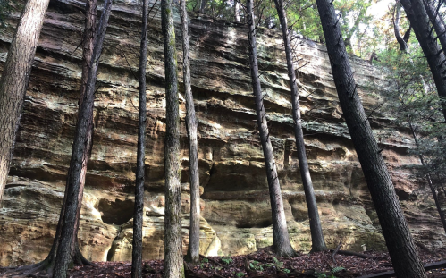 Tall trees surround a rugged rock face, showcasing layered sandstone cliffs in a serene forest setting.
