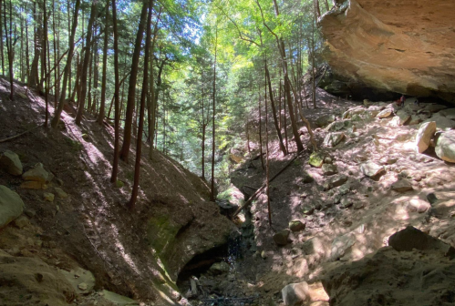 A serene forest scene with tall trees, rocky terrain, and a narrow creek running through a sunlit canyon.